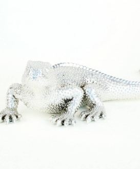Silver Iguana