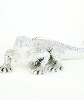 Silver Iguana